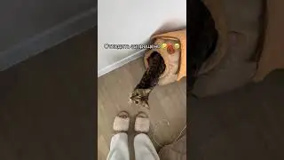 The cat's trust is amazing) | Video author: @liyapanina
