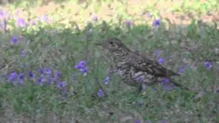 White's Thrush - Zoothera dauma