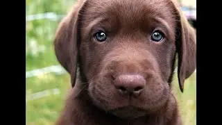 Funny Baby Animal Clips 2021