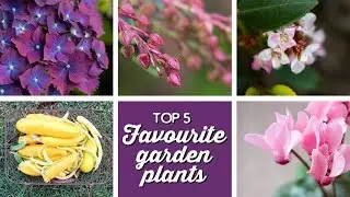 Top 5 Favourite Garden Plants | A Thousand Words