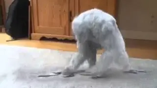 Yeti in my house