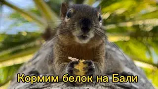 Приехали покормить белок на Бали