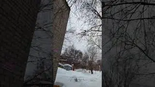 что это за птичка?