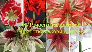 Гиппеаструмы обработка луковиц перед посадкой,ч.1.La Paz,Papilio,сеянцы гибридов