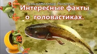 Интересные факты о головастиках.