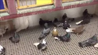 Голуби николаевские! Игорь Галюк.