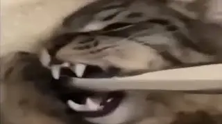FunnyVideos