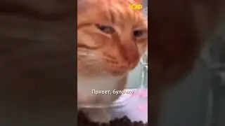Всем привет! Давайте знакомиться😅😀🙈 #комментарии #знакомства #лайк #коты