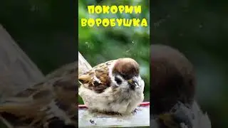 Покорми воробушка  #sparrow #birdslover #birds