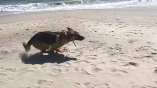 Zoomies with Rambo the German Shepherd