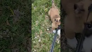 Wearing out the Max