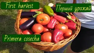 Перший урожай/First harvest/Primera cosecha