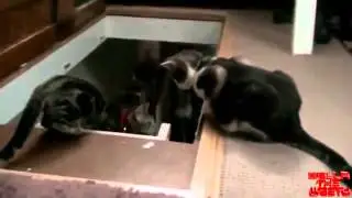 Кот западлист толкнул другого кота