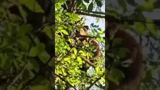 Огромную "белочку" встретили в Поронайском районе