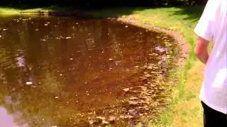 wacky worm for bass (with a live frog)