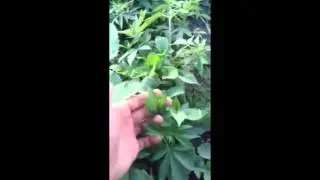 ШОК!! На дороге растёт Конопля! КАСПИЙСК 2016!