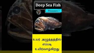 How deep sea fish survive