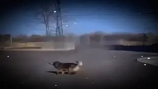 так значит на меня напала стая собака