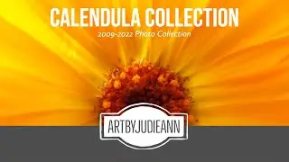 Calendula Collection Photos