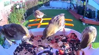 Video Bird feeder