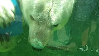 Ice bear gives high five! #shorts