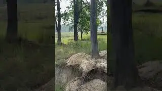 TIGER 🐅🐯 | VERY RARE SIGHTING | KANHA NATIONAL PARK TOURISM| JUNGLE SAFARI 