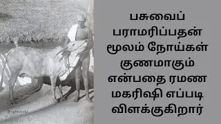 ரமண மகரிஷி எப்படி விளக்குகிறார் பசுவைப் பராமரிப்பதன் மூலம் நோய்கள் குணமாகும்