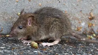 ઉંદર ના બચ્ચાં // चूहे के बच्चे// Mouse Baby 