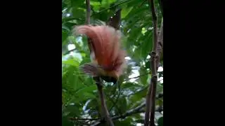 Новогвинейская райская птица | #animals #wildlife #природа #birds