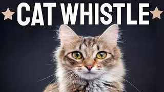 Cat Whistle 🐱  Whistle Sound To Attract Cats 🐈