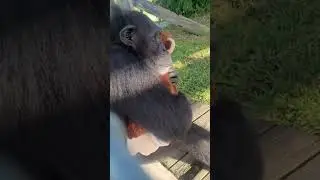 Tuffy's New Bear - Save the Chimps