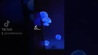 Jellyfish #Lisboa #lisbon #portugal #oceanário #solotravel #hydrate #jellyfish #audhd