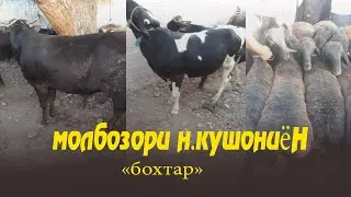 Паншамбе Бозори Н. Кушониён (Бохтар) нархи Бука Гов Мург
