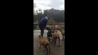 The Goat Woman