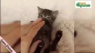 videos para morir de la risa los animales mas graciosos del mundo