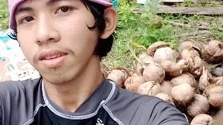 LIVE : CRACKING A COCONUT FOR MAKING A COPRA | Rey Naldz