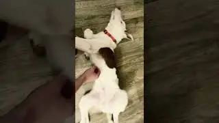 Border Collie Tyr Getting Belly Scratches #bordercollie #dog #dogoftheday #puppy