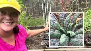Planting Brassicas & Leeks for Fall