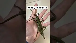 Процесс заживления ран у насекомых #наука #образование #biology