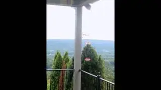 hummingbirds