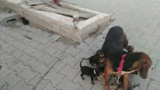 Benden enik isteyen arkadaşlar irtibata geçiniz. 05303464015