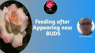 Pruning के बाद कली दिखने पर ये फीडिंग ज़रूर करें / Feeding When Very First Bud Appears After Pruning