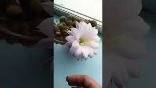 Кактус распустился...