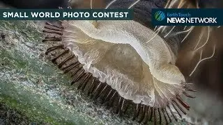 The best microscope photos from Nikon’s Small World contest