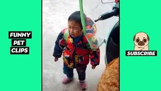 Tik Tok Pets  Funny Cute Animals #37