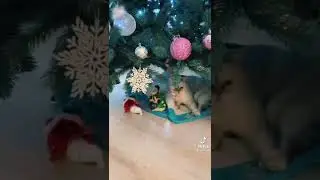 котики в новом году))