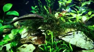уход за растениями/аквариумные растения/стрижка растений/plant care/aquarium plants