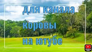 О #джерси и про её #кетоз