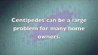 Centipedes in the House - How to Get Rid of House Centipedes