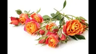 Исцеляющая красивая мантра Gurujas Kaur Khalsa 7 раз  Удостоенная премии Грэмми!